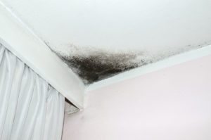mold from leaking